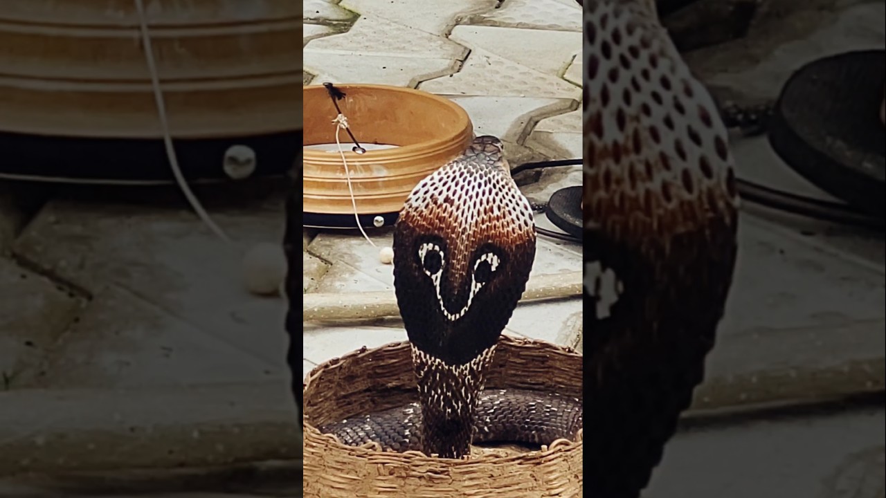 Cobras Don’t Dance — Here’s Why.. 🐍|Wild Minute