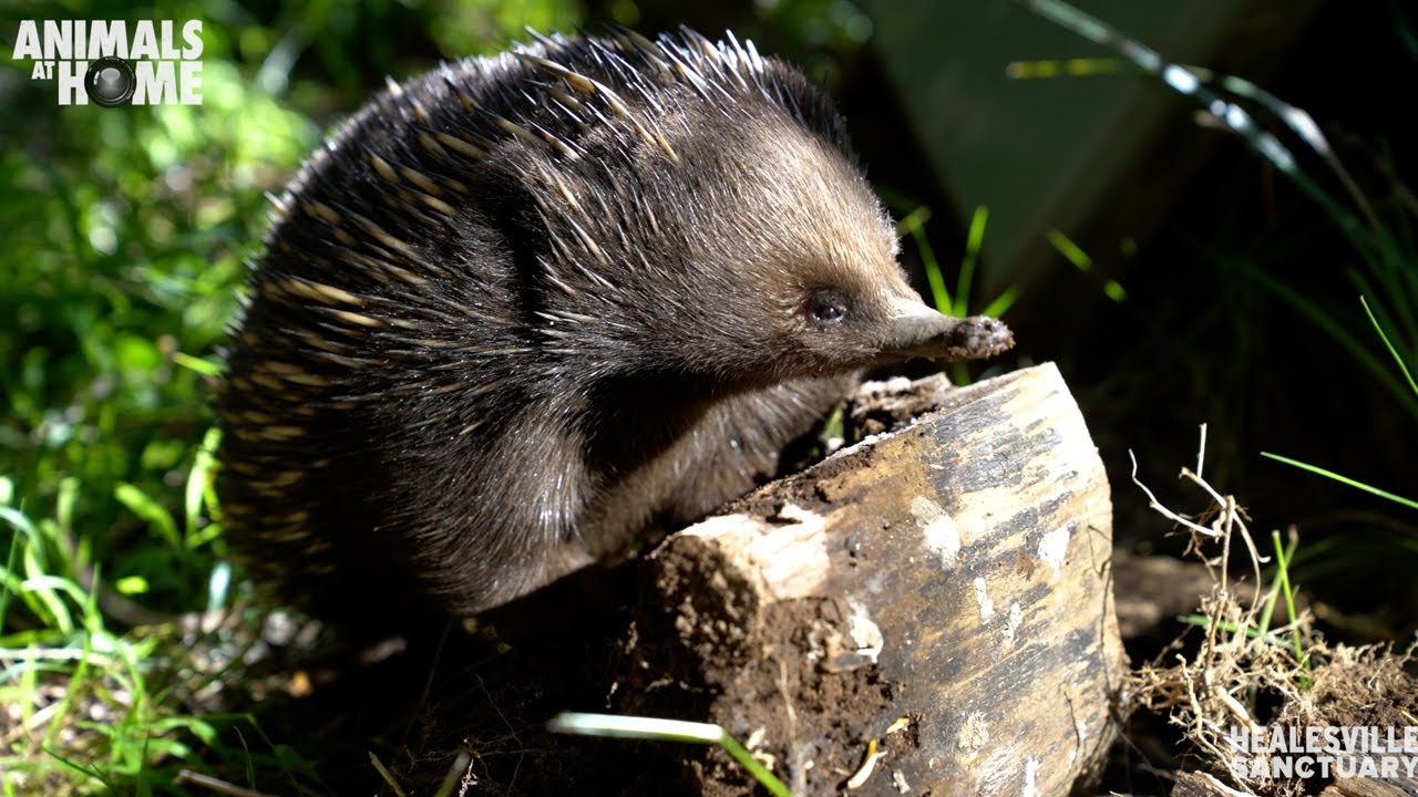 Meet Healesville Sanctuary's echidnas