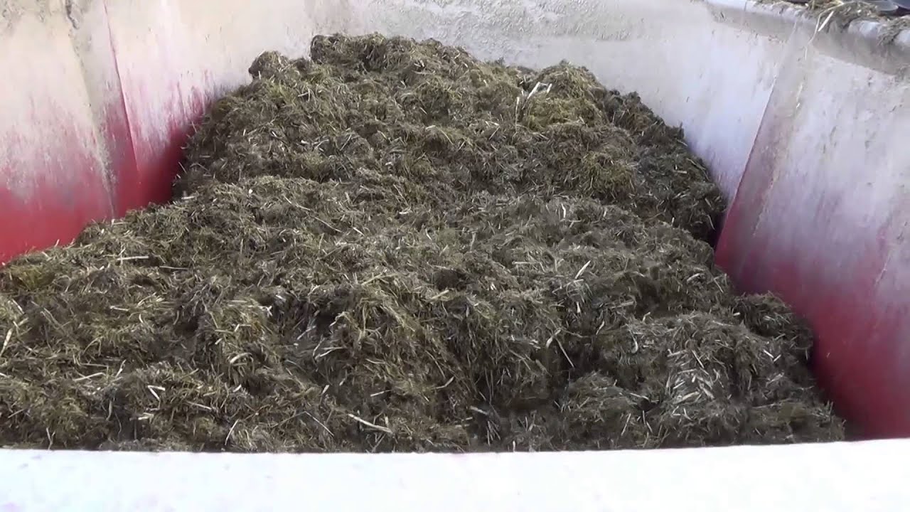 Feeding cows Danish Agriculture