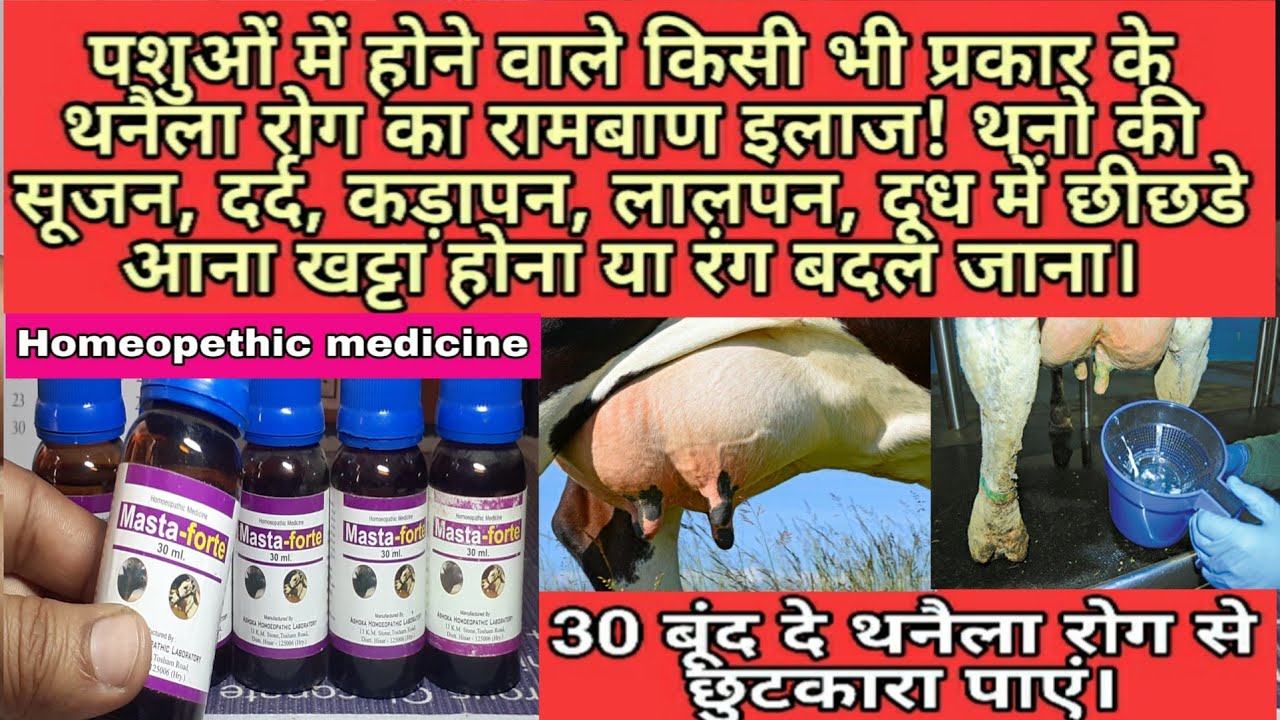 किसी भी प्रकार के थनैला(Mastitis) रोग का इलाज 30 बूंद में करें, होम्योपैथिक दवाई।Masta forte