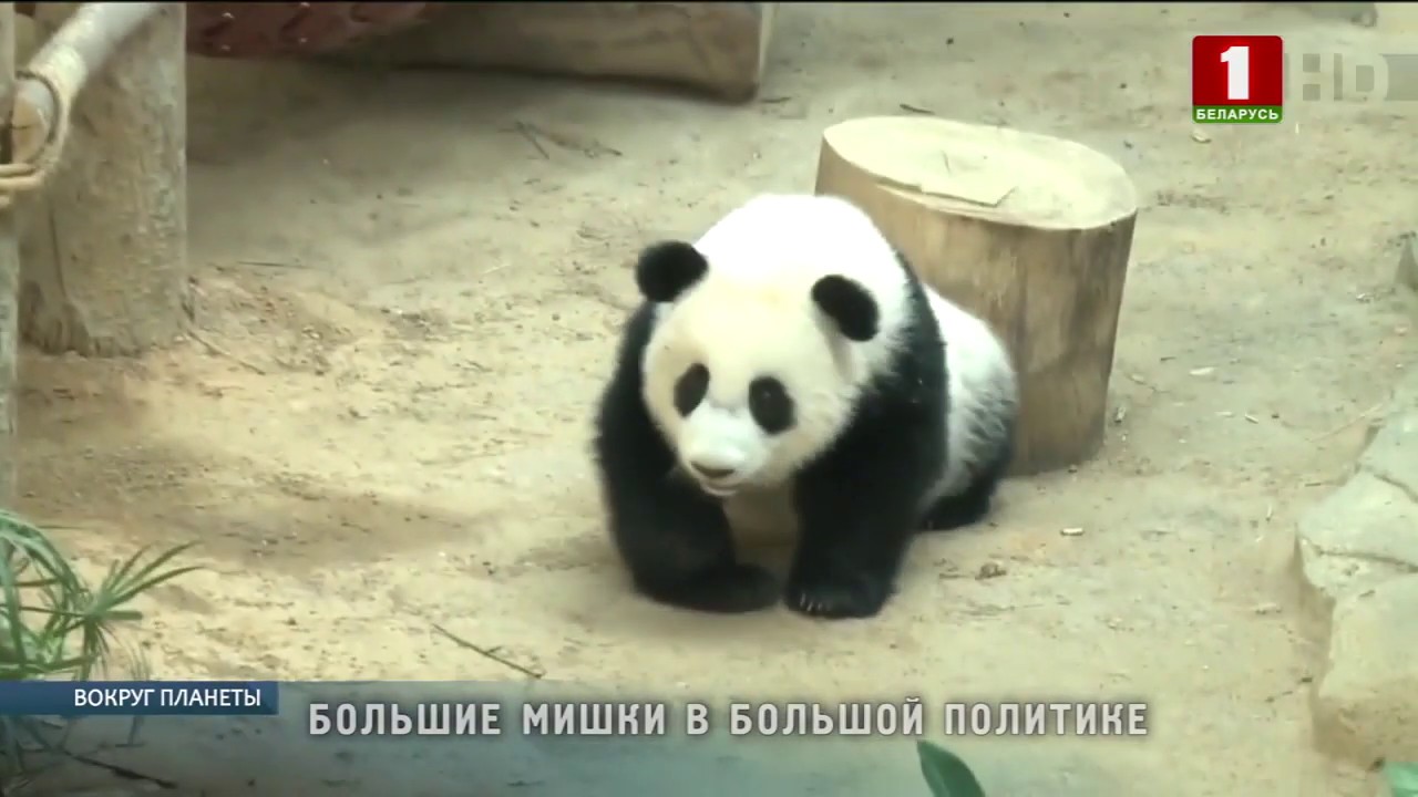 Все о программе &laquo;Панда-дипломатия&raquo;. Вокруг планеты