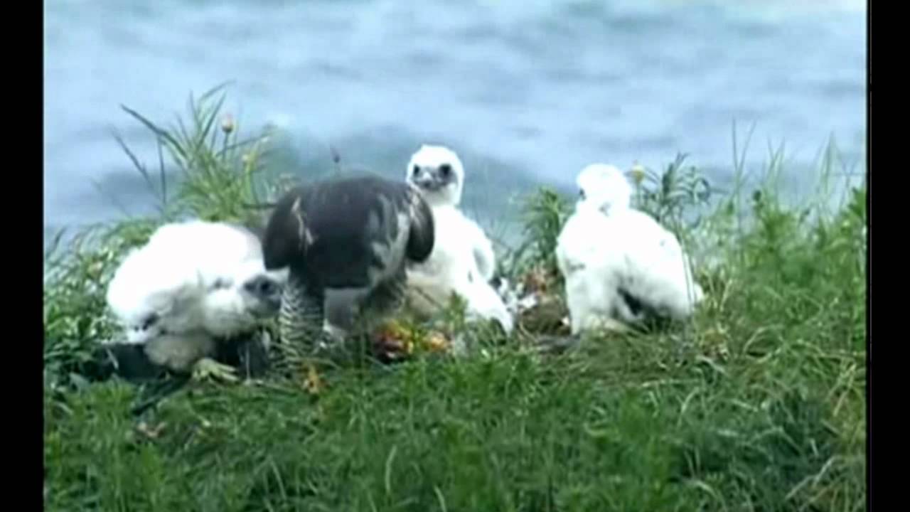 Peregrine Falcon video