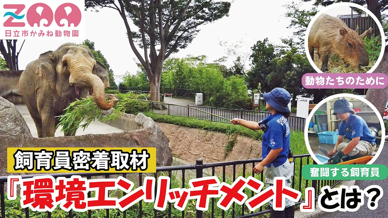 【かみね動物園 飼育員密着取材】「環境エンリッチメント」とは？