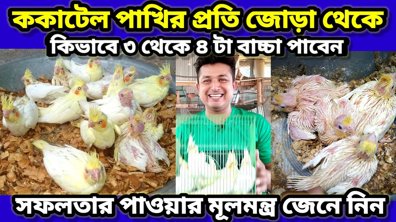ককাটেল পাখির প্রতি জোড়া থেকে কিভাবে ৩-৪ টা বাচ্চা পাবেন | cockatiel pakhi palon || Birds of village