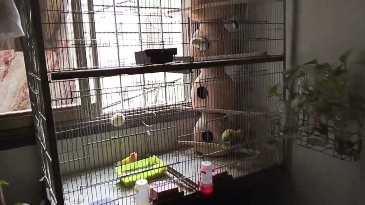 Lucky Lovebirds daily amazing moments forever 🥳🦜🐦🕊️