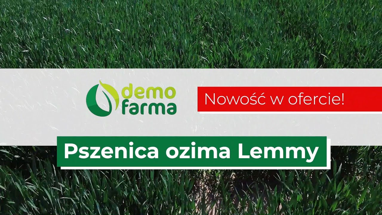 Pszenica ozima Lemmy. Nowość w ofercie Ampol-Merol!