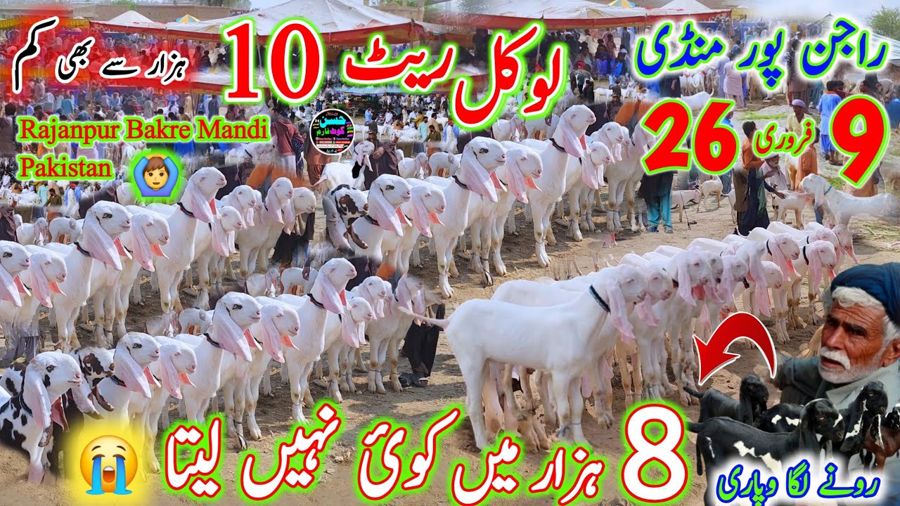 9 February 2026 Pakistan Mandi Rajanpur punjab راجن پور منڈی bakra 8  hzar 🤪 Start Rate 03133502828 