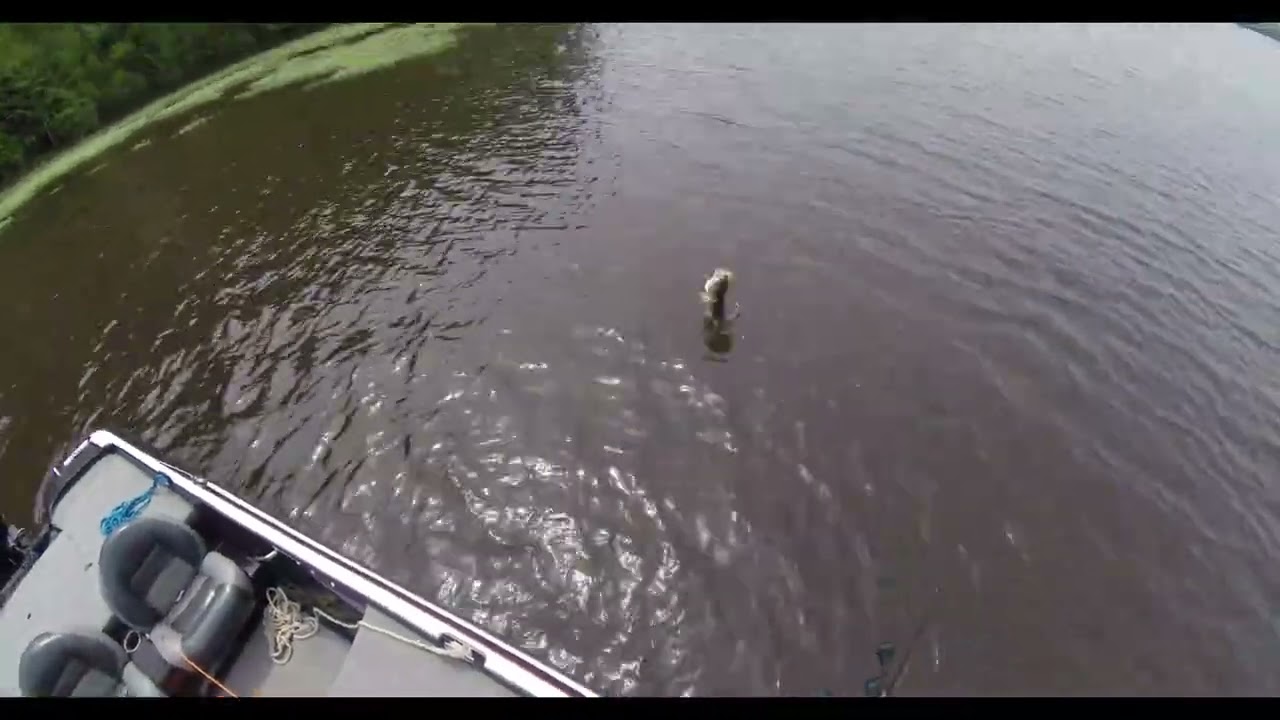 Buckhorn Reservoir Bass Spawn