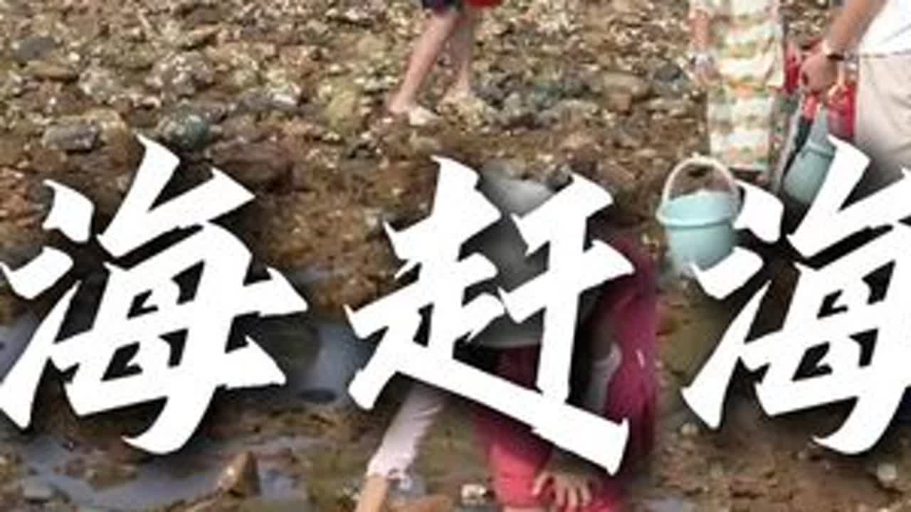 适合新手的赶海园合集来了 对于没有经验的新手来说，付费赶海园能带来更多的快乐#宝藏海岸线 #发现宝藏小城 #赶海 #寻鲜威海  #威海旅游攻略