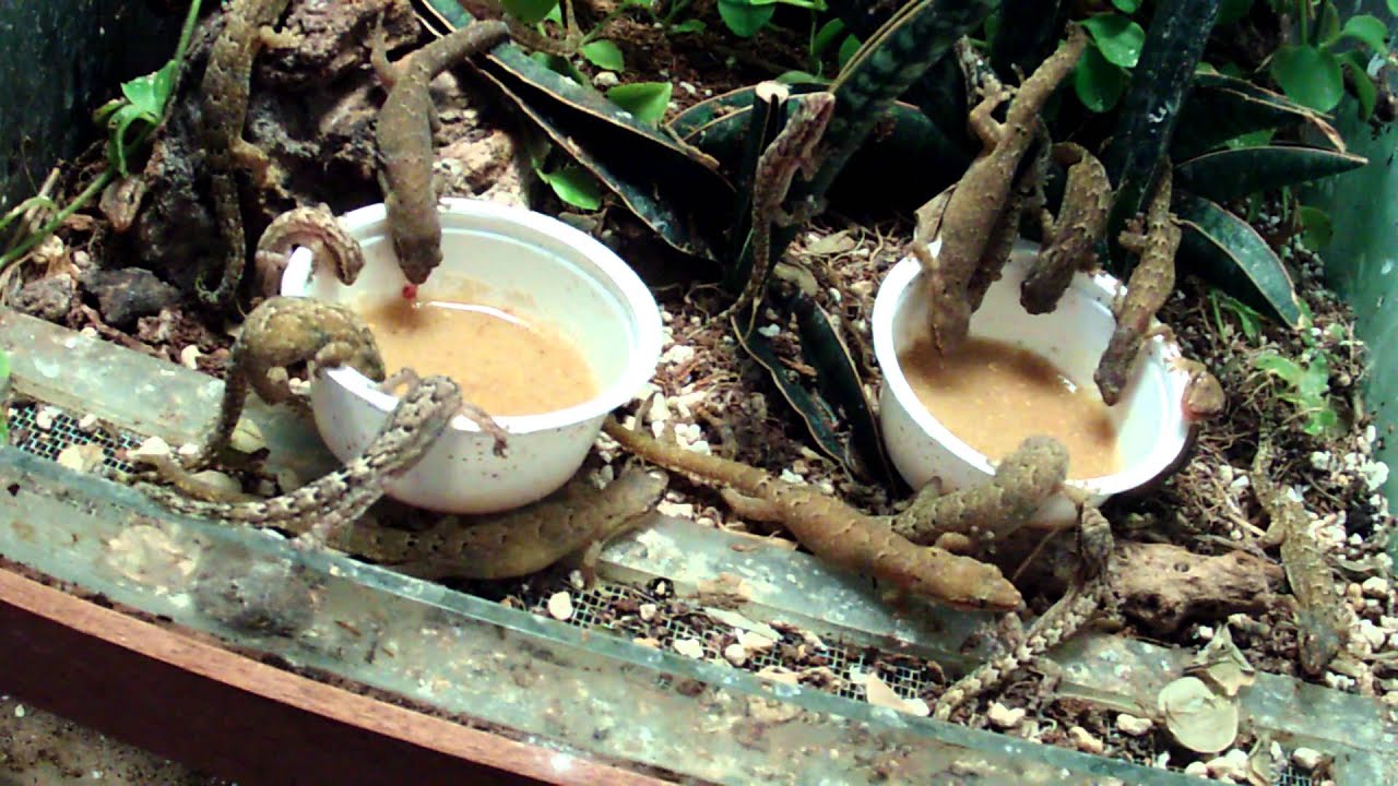 Lepidodactylus lugubris ( Mourning gecko ) - social get together
