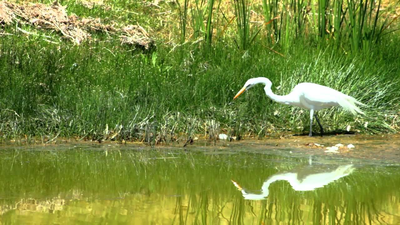 El Bosque Country Club (Nuevo Video Oficial)