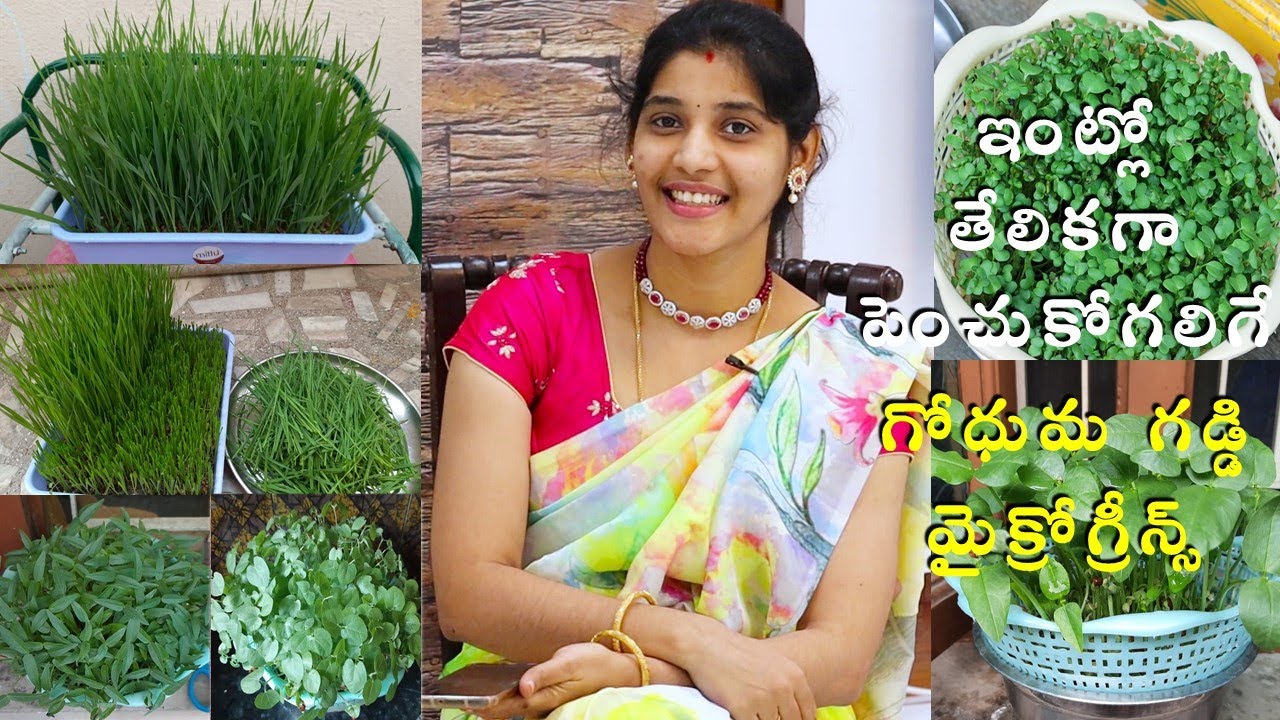 ఇంట్లో తేలికగా పెంచుకోగలిగే గోధుమగడ్డి,మైక్రోగ్రీన్స్😃How To Grow Wheat Grass & Micro Greens At Home