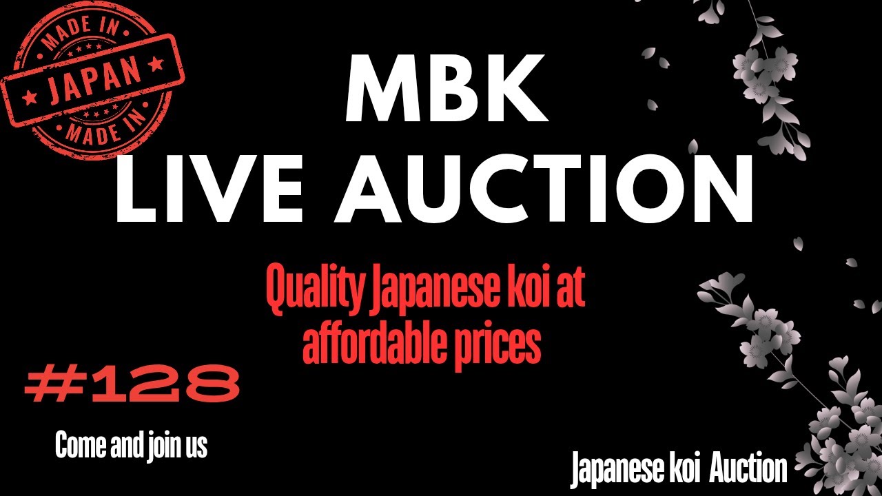 Live Japanese koi auction & Comp Draws