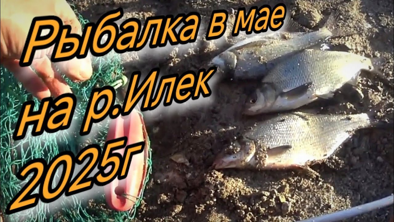Рыбалка в мае на р Илек ЗАЧЁТНЫЙ ГОЛАВЛЬ В поисках хищника  ловля на отводной поводок г АКТОБЕ 2025г