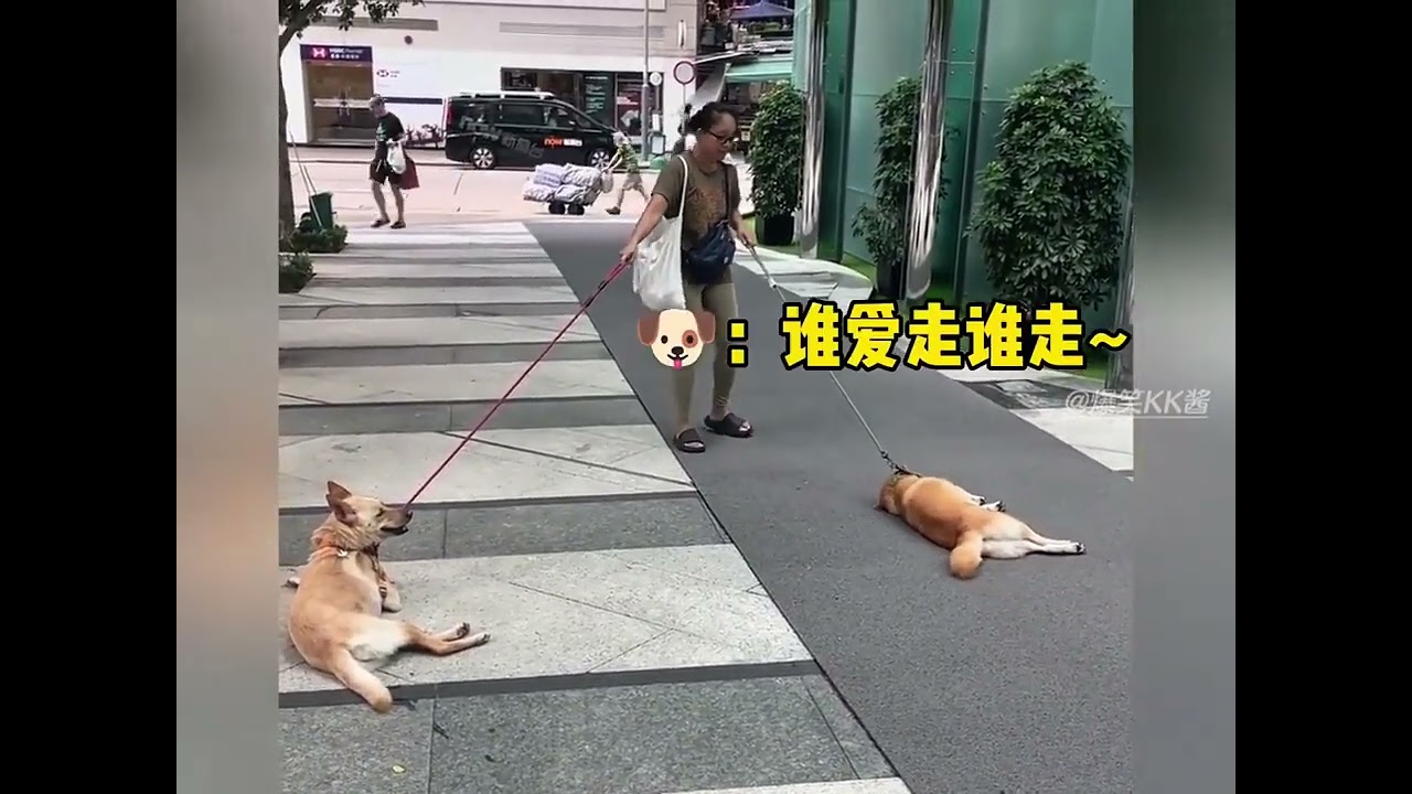 It turns out that the term giving up has long been used in the dog world#Cute pets#Give up