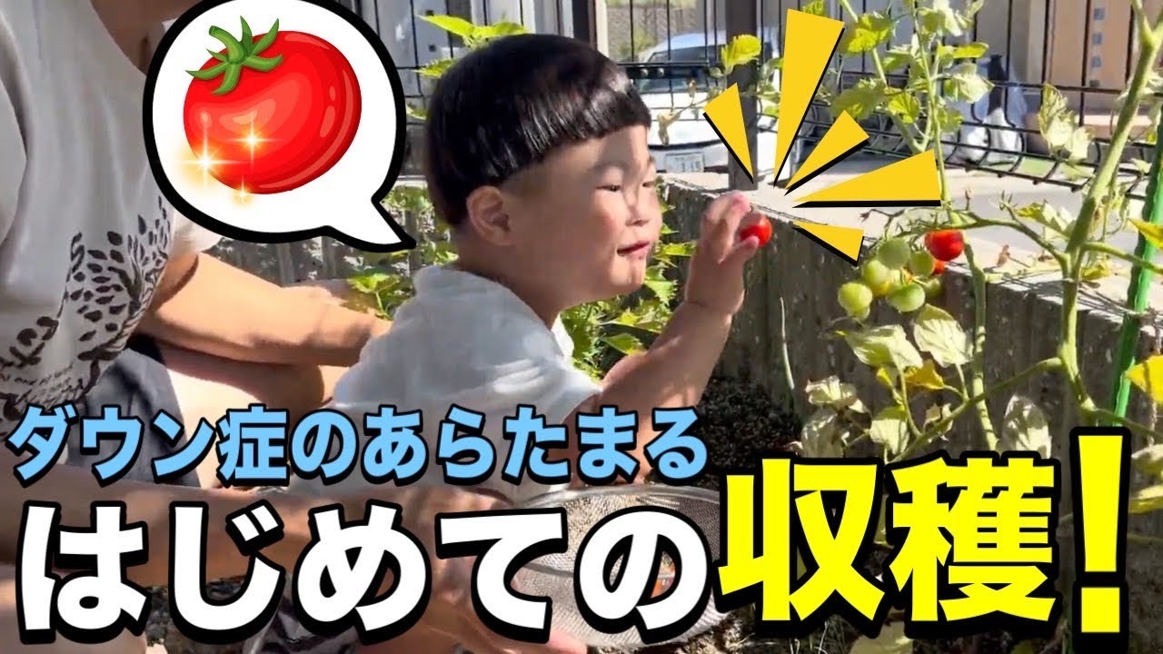 【初チャレンジ】あらたまると一緒にミニトマト収穫！🍅✨
