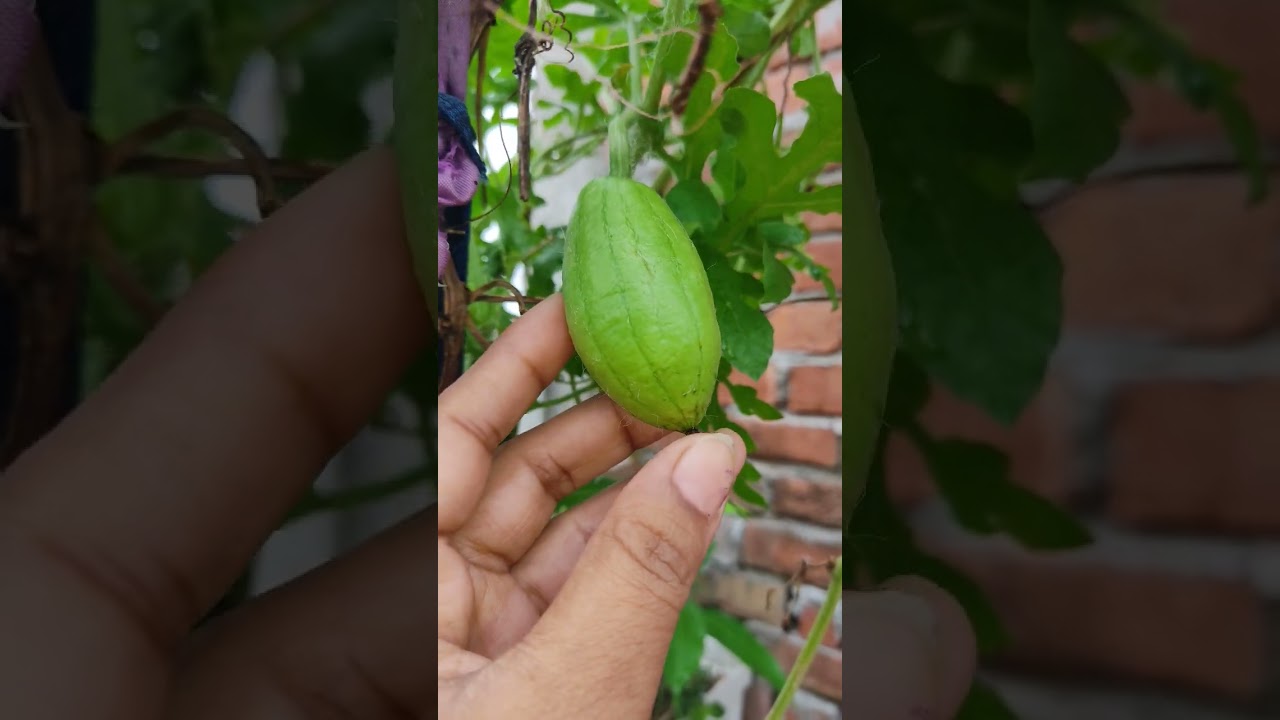 grow vegetables at hom in pot #shorts #gardening #organicgarden #organicgardener #plants #harvest