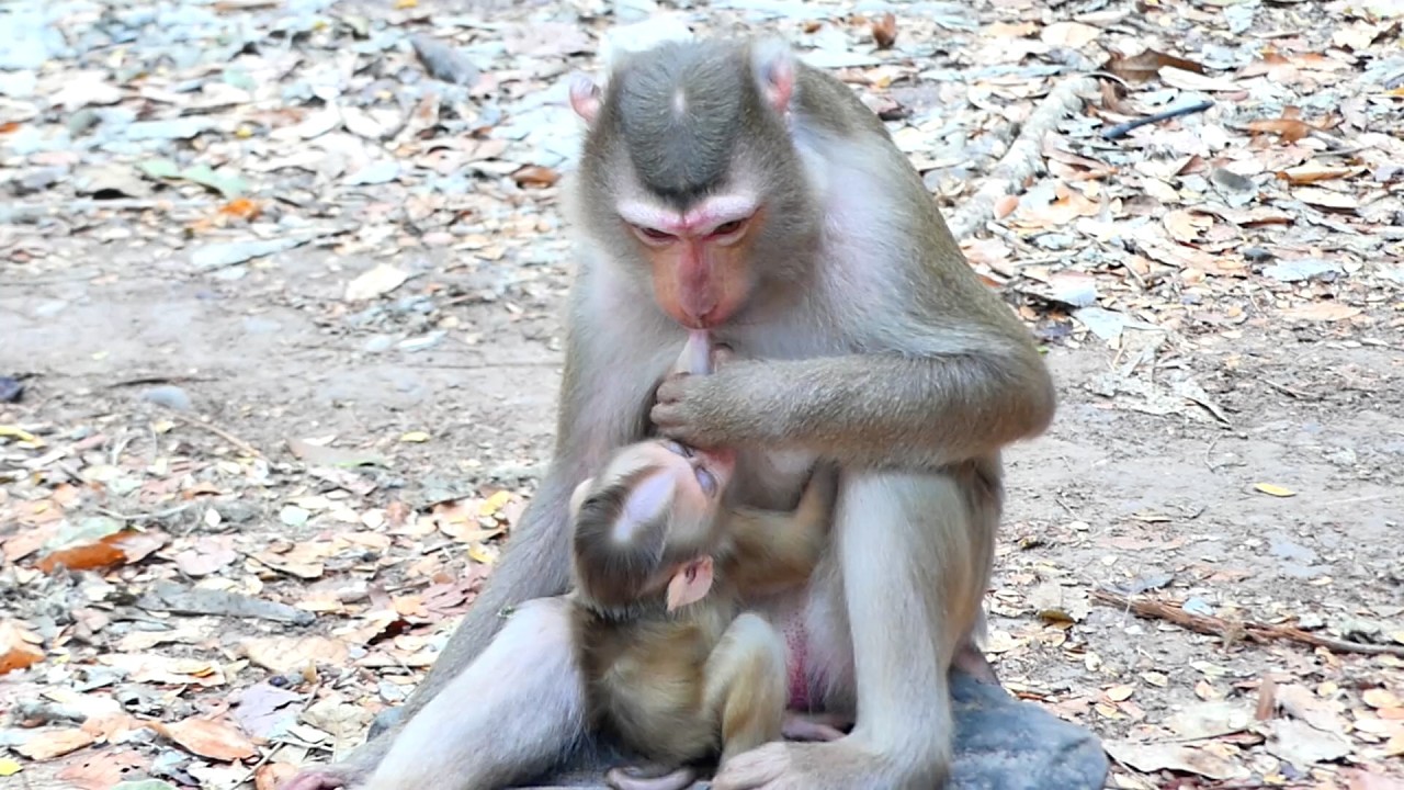 Unique style of Mom Loy when do hungry and recycle Milk herself !