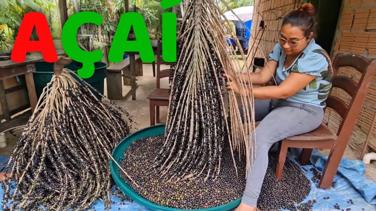 Cultura do açaí 