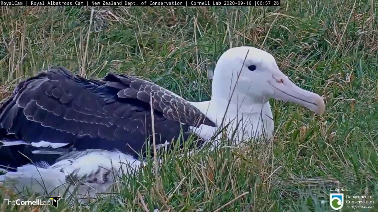 Royal Cam Albatross ~ ATAWHAI HAS FLEDGED 💕  230 Days Old  💕 9.16.20