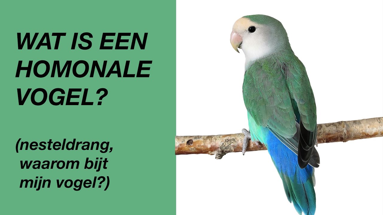 Wat Is Een Hormonale Vogel? (waarom bijt mijn vogel)