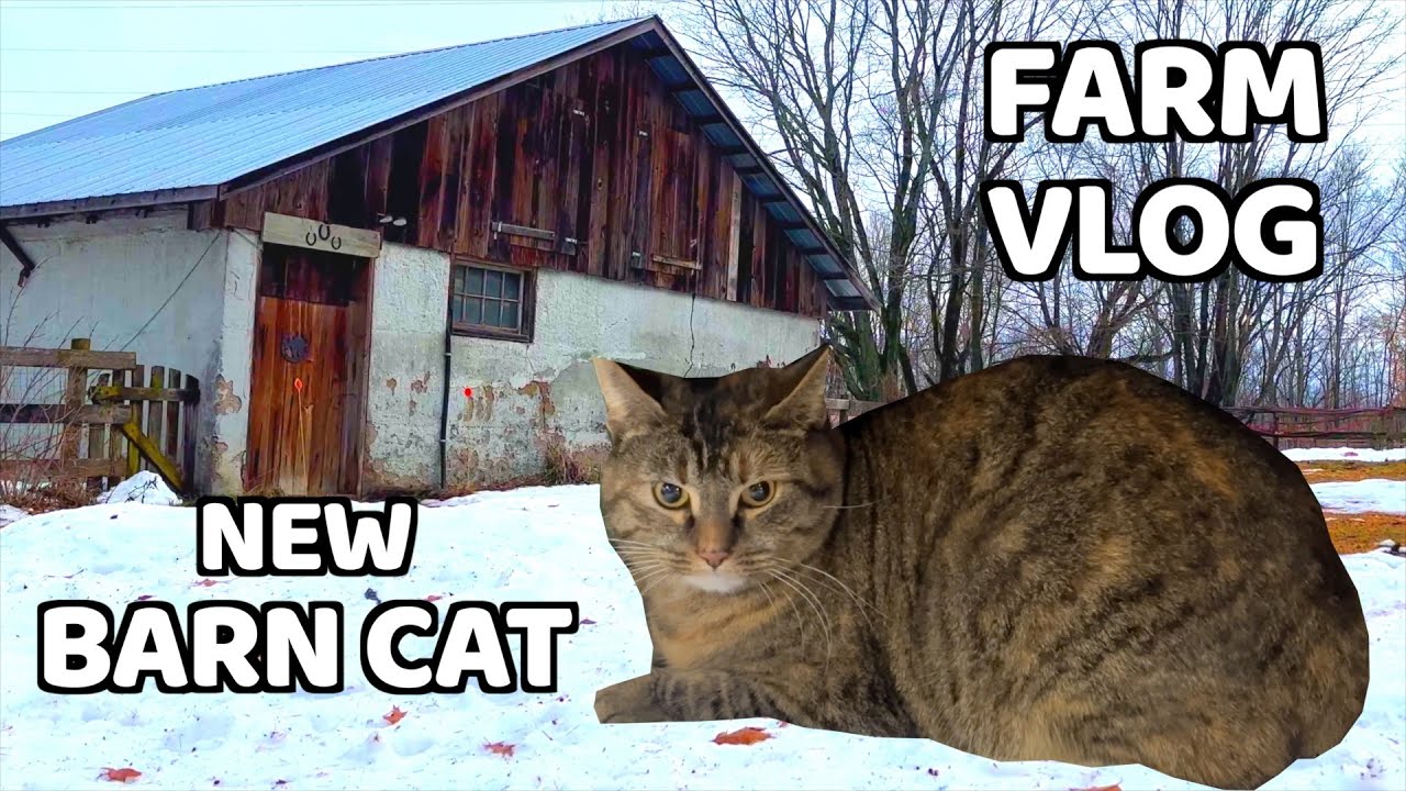 New Barn Cat Joins the Farm