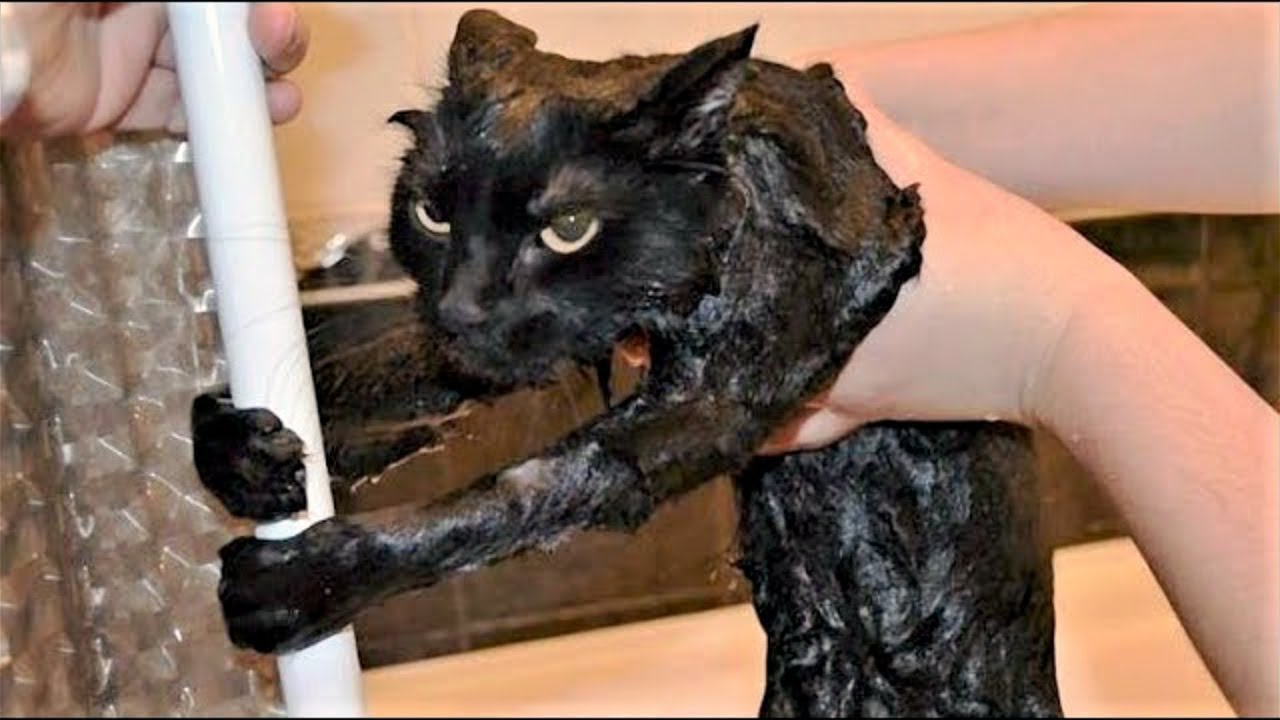 cats of the decade