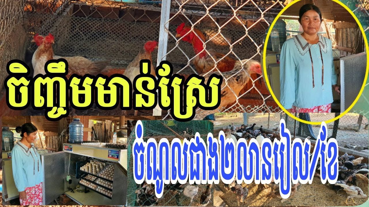 ចិញ្ចឹមមាន់ស្រែក្នុង១ខែរកចំណូលបានជាង២លានរៀល លោកស្រី ទ្រី សុខឃឿន នៅស្រុកត្បូងឃ្មុំ ខេត្តត្បូងឃ្មុំ