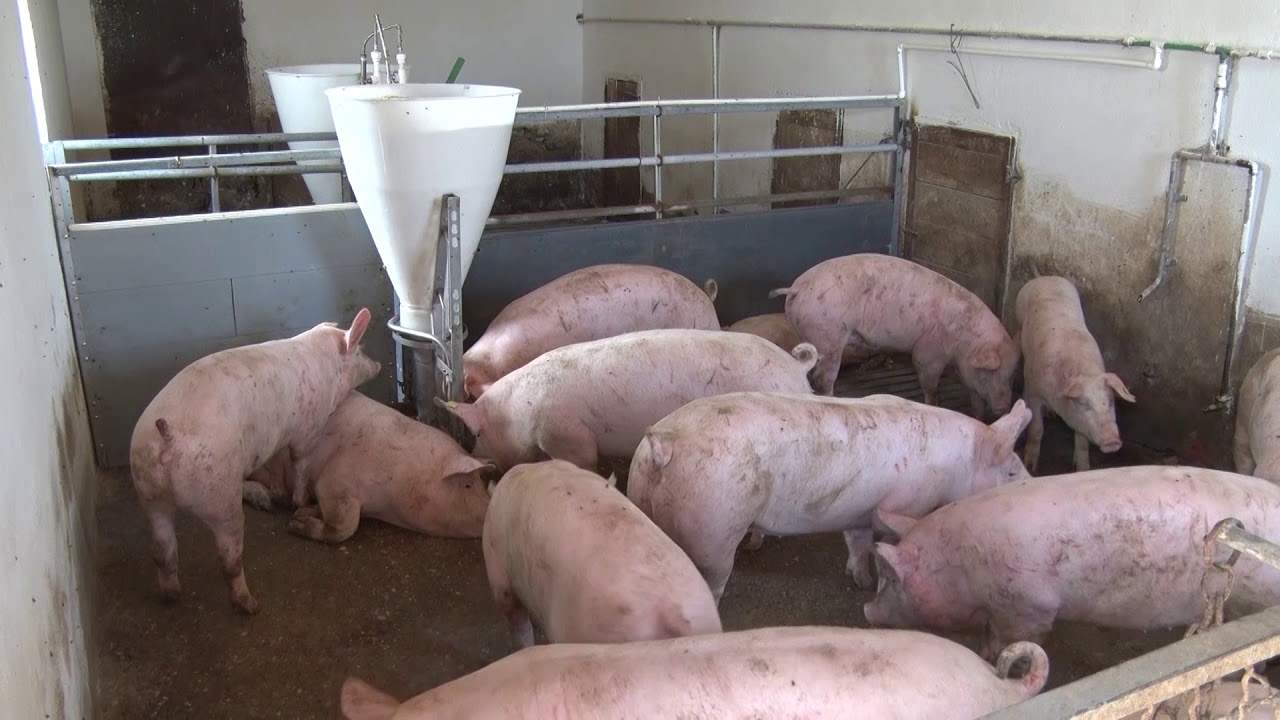 Poljoprivredna emisija Farma 872