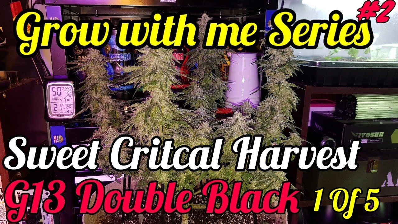 HARVESTING 1 OF 5 SWEET CRITICAL SWISS MASS & G13 DOUBLE BLACK