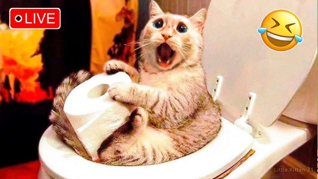 Funny Cats and Dogs 😹🐶 Funniest Animals 😆 Part 32