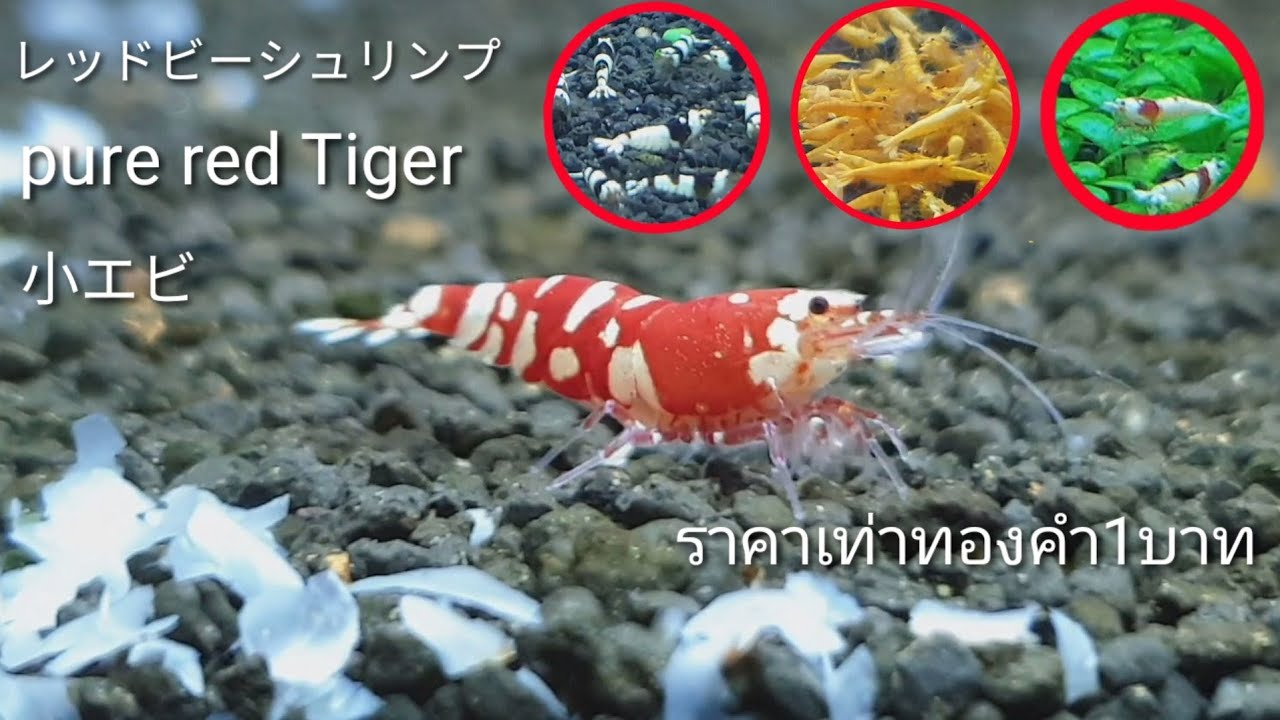 กุ้งแคระเรดบี ตัวละสองหมื่นห้า(25,000)มีค่าดังทอง#ป้าตุ้ยยูทูป