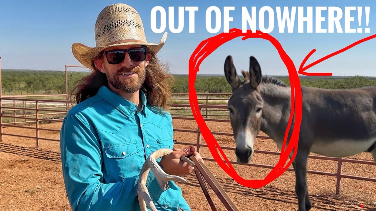 Donkeys Ruined The Cattle Drive! Rodeo Time 399
