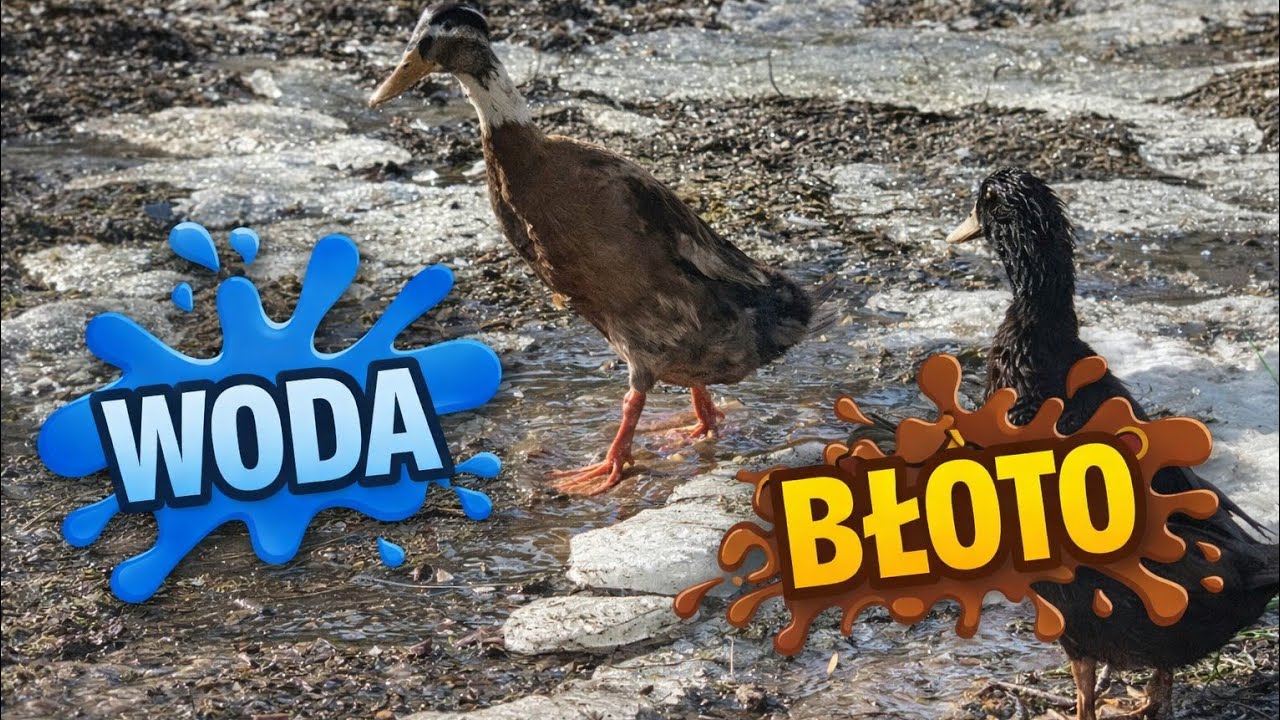 Kacza Mama nadaje na żywo nr. 28 Słoneczko 😍 wyszło