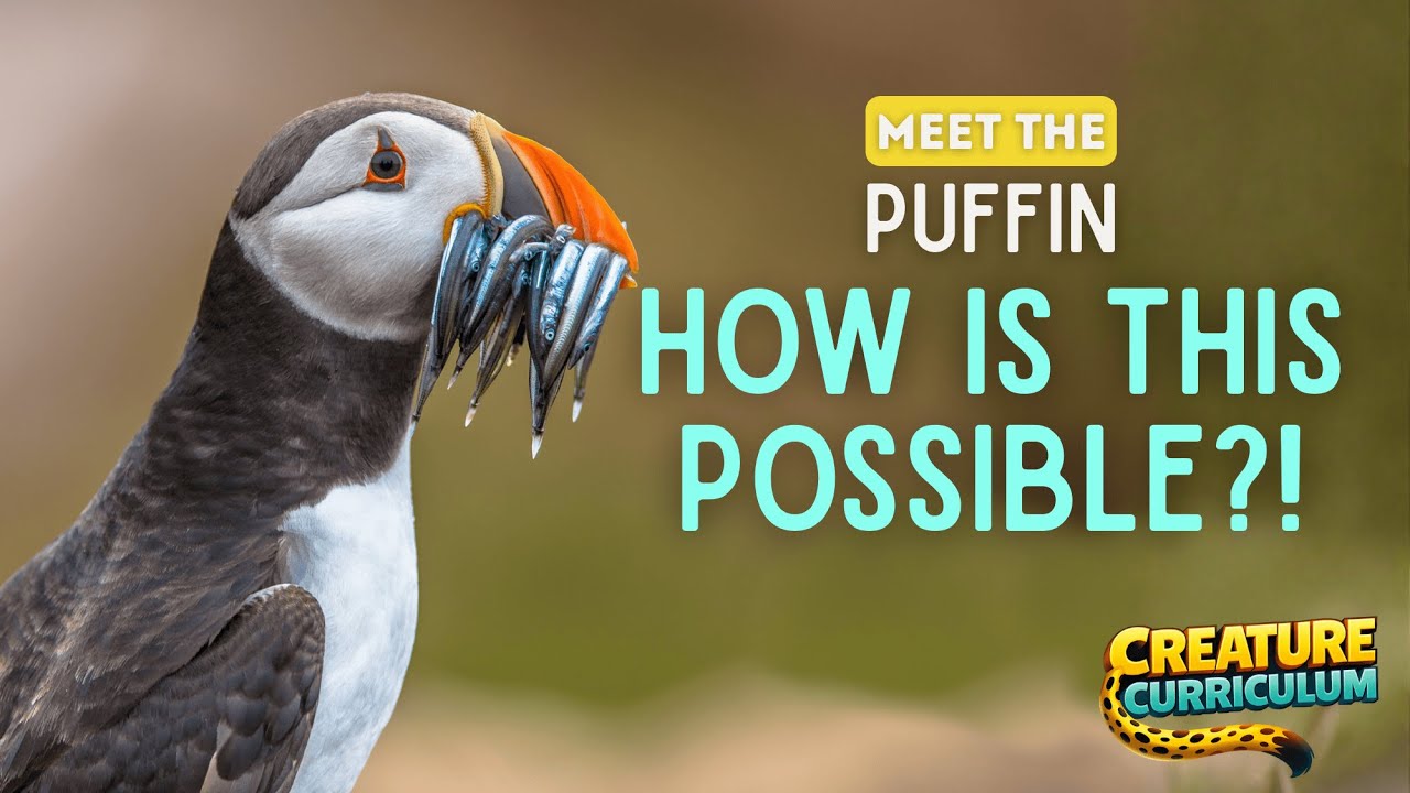 Meet the Creature: Pico the Atlantic Puffin | Built for Life at Sea