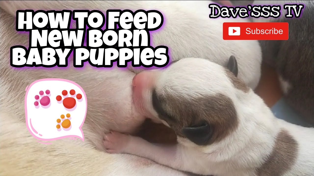HOW TO FEED NEW BORN BABY PUPPIES | Dogs | ASKAL | Pinoy Dog | Dave'sss TV