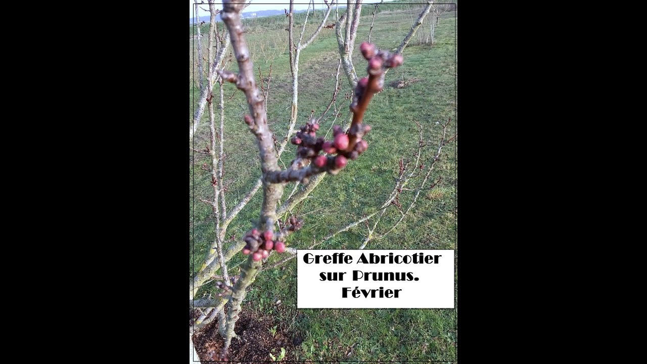 greffe abricotier prunus Février