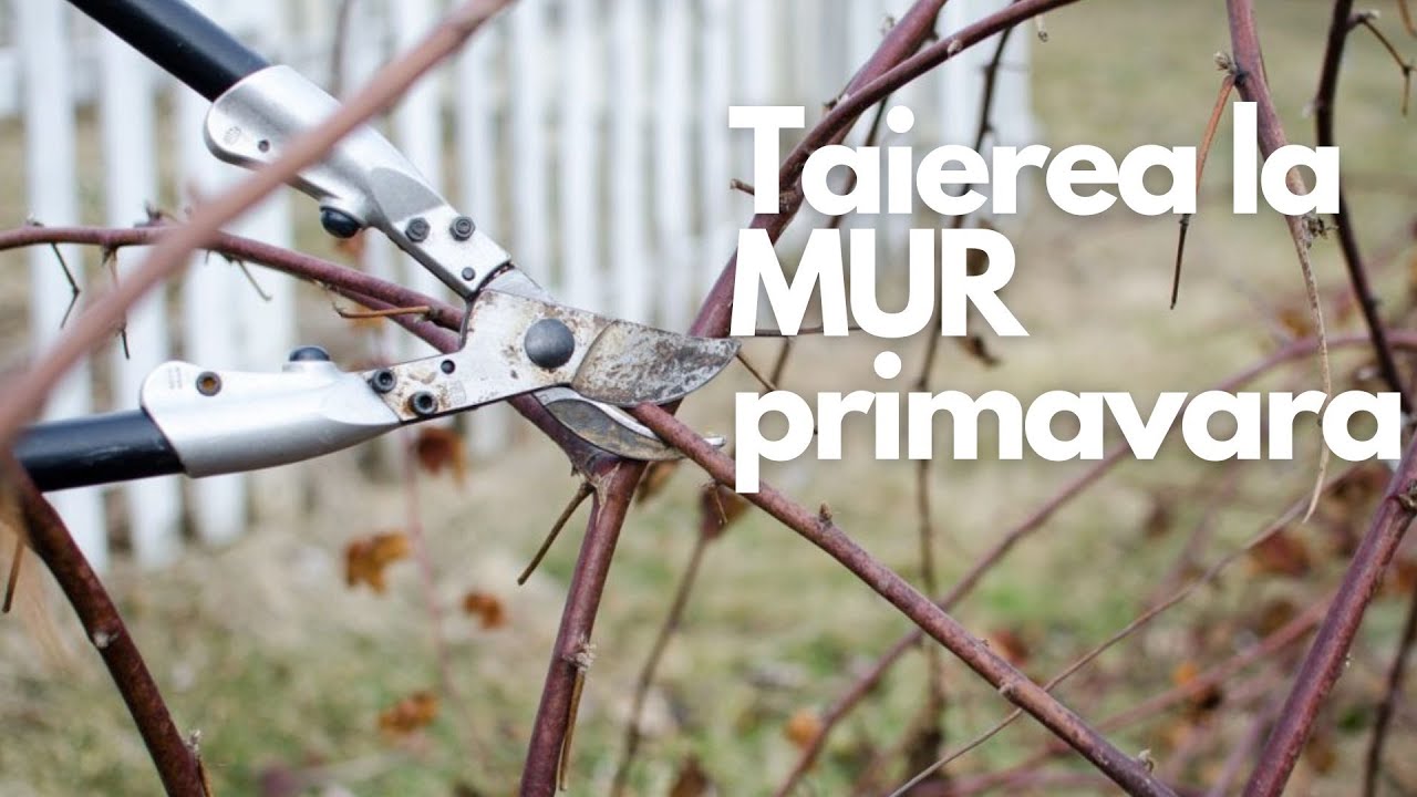 Cum se face tairea la MUR primavara - Explicatii usor de inteles