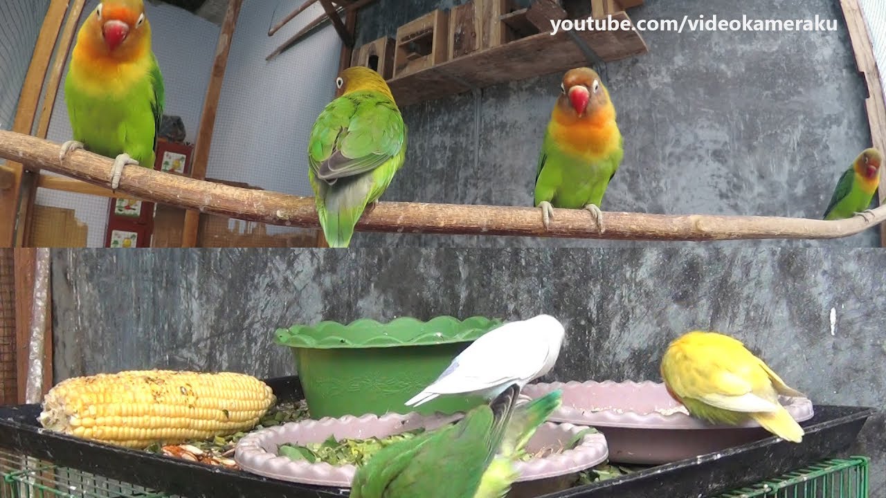 1 Hour Lovebirds Activity (Multicam) - Meal Time & Play