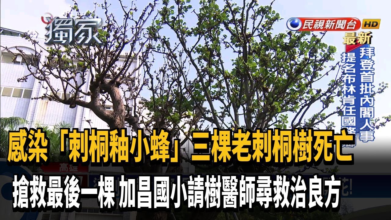 搶救刺桐樹 高雄加昌國小請樹醫師尋救治良方－民視新聞
