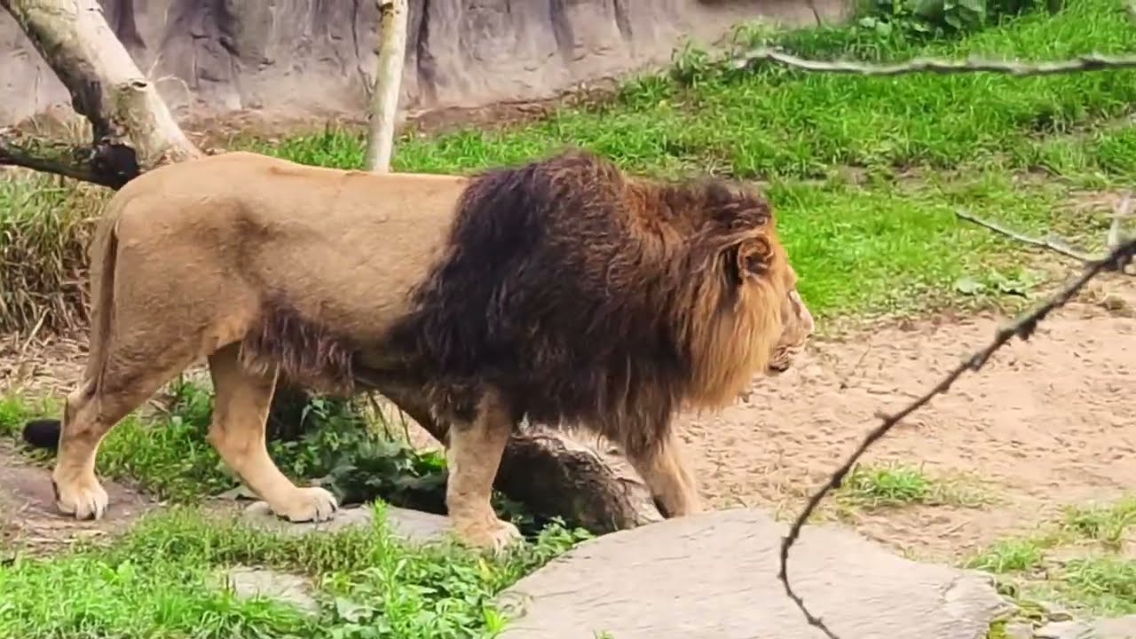 Lion For Big Cat Lovers | Hear the Roar | #lion #wildlife