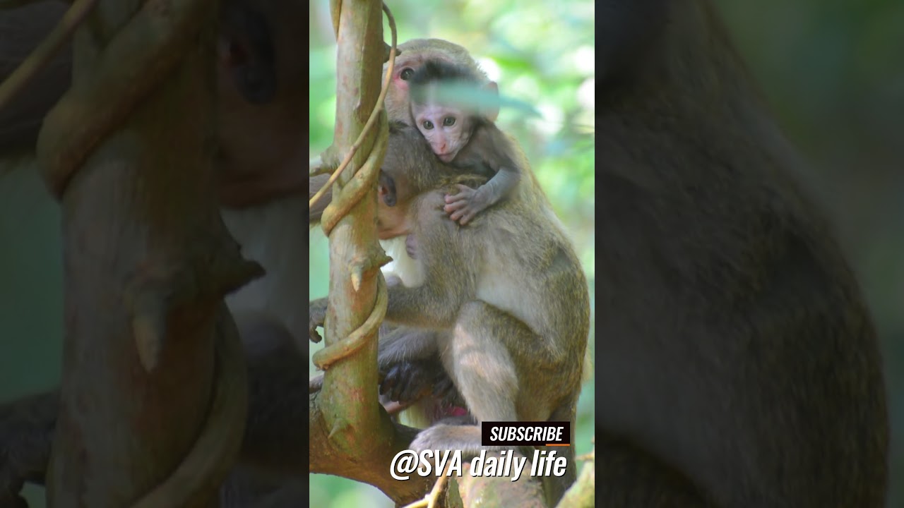 baby monkey 2023