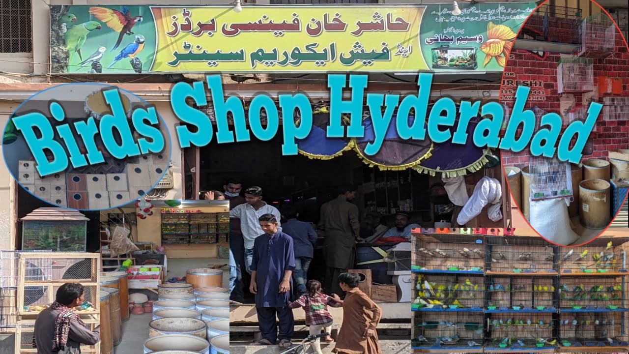 Birds Shop Hyderabad | bird cage | birds accessories | Birds shop Hyderabad | panhwar Bird Lover