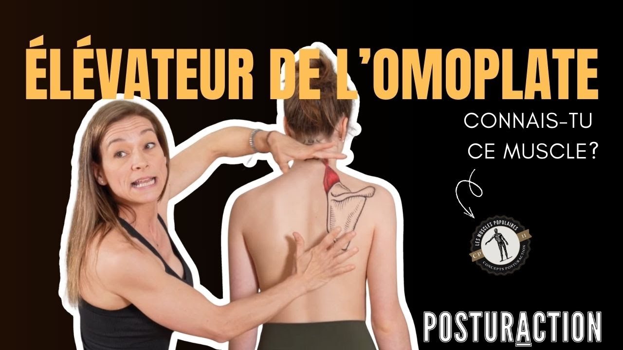 🧠💆 L’Élévateur de l’Omoplate : anatomie, tensions cervicales, exercices, étirements et rôle postural
