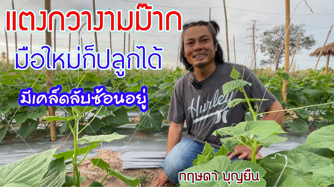 ใหม่ปลูกแตงกวา ปลูกอย่างไรให้สำเร็จใจพร้อมกายพ้อมทำได้ | แตงกวา | เกษตรผสมผสาน | บ่าวยุทธพาจ้วด