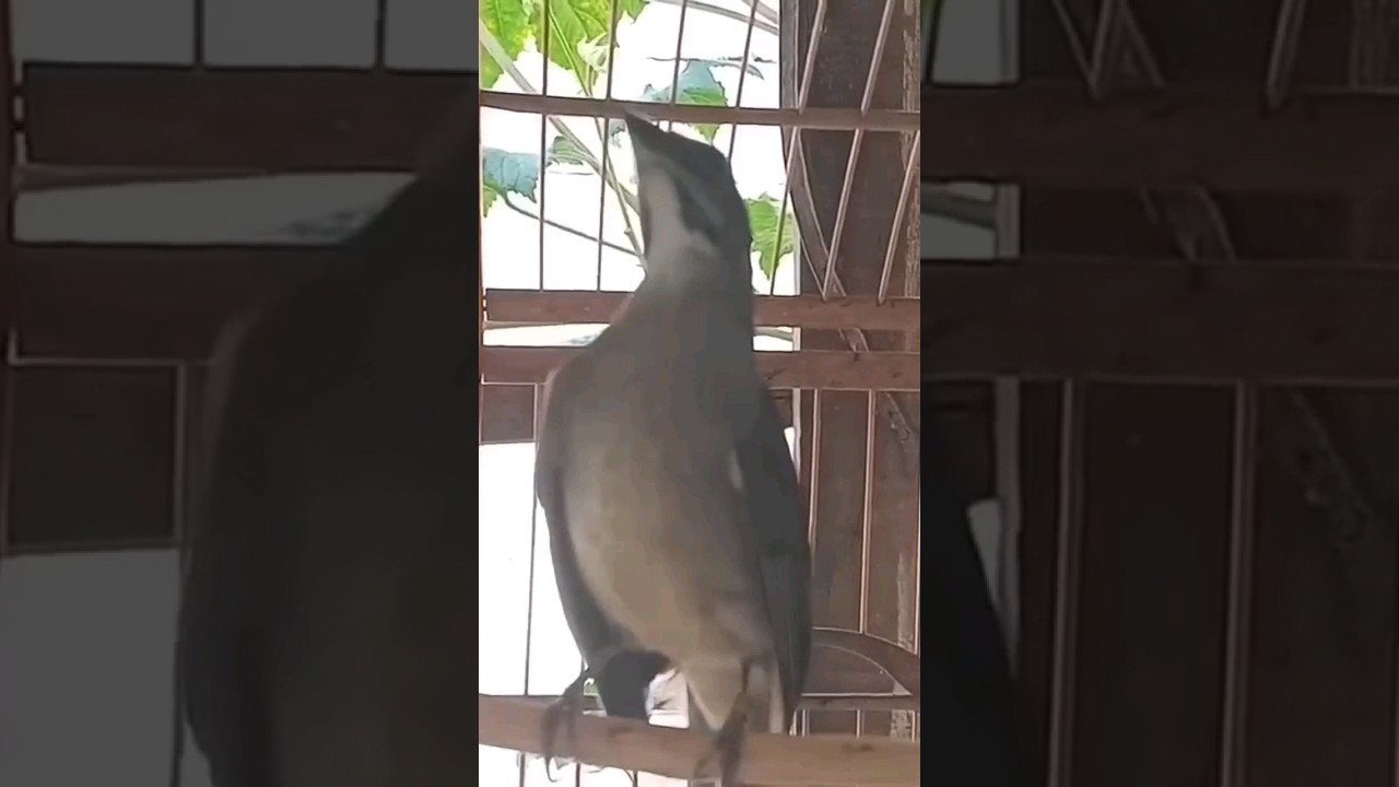 Trinca ferro Macheando e canto para esquentar trinca ferro ao m&aacute;ximo para Esquentar