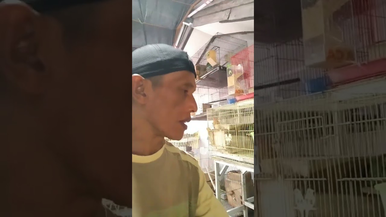 Pemberian jagung muda buat indukkan yang meloloh 