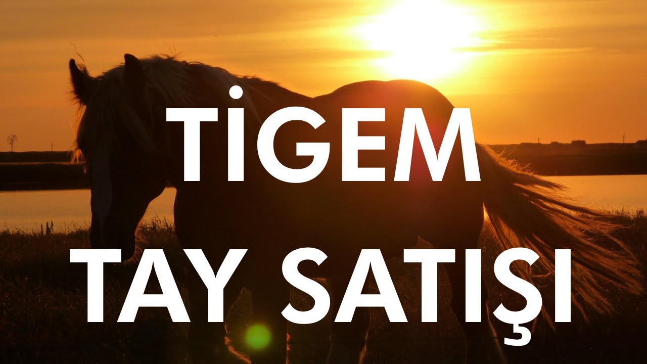 TİGEM Tay Satışları