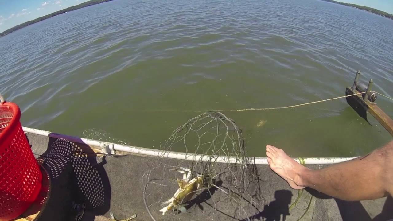 Crabbing the Bohemia River Maryland w/1200' trot line