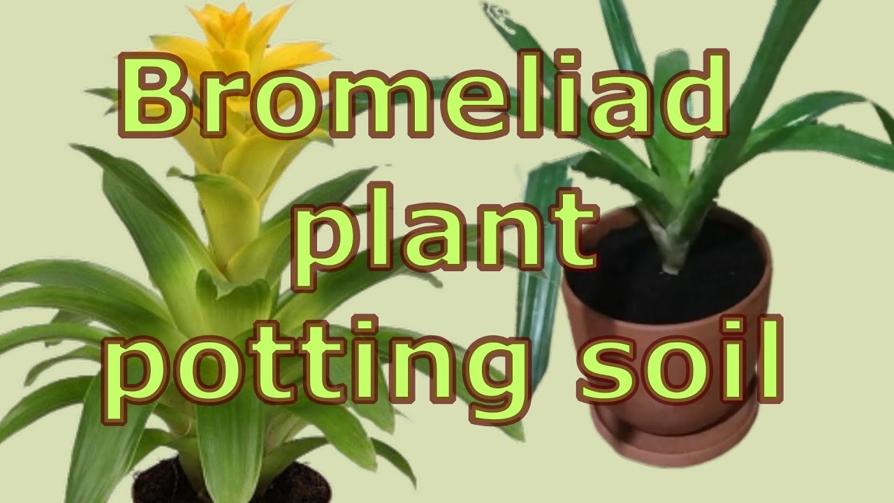 How to care for guzmania bromeliad plants. How to Repot Bromeliads. Bromeliad plant potting soil.